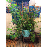 Armando - original Talavera tiles from Mexico - 30 pieces