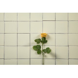 Blanco Mexicano Ecru – Tiles from Mexico